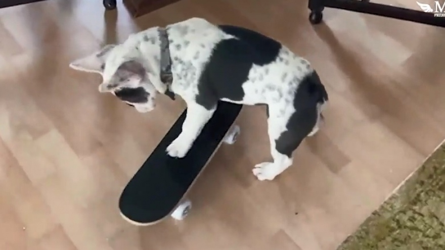 Chú cún bull đam mê trượt ván 