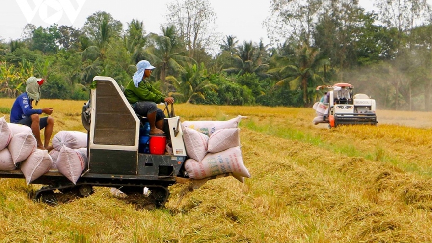 Vietnamese rice price maintains top place among regional exporters