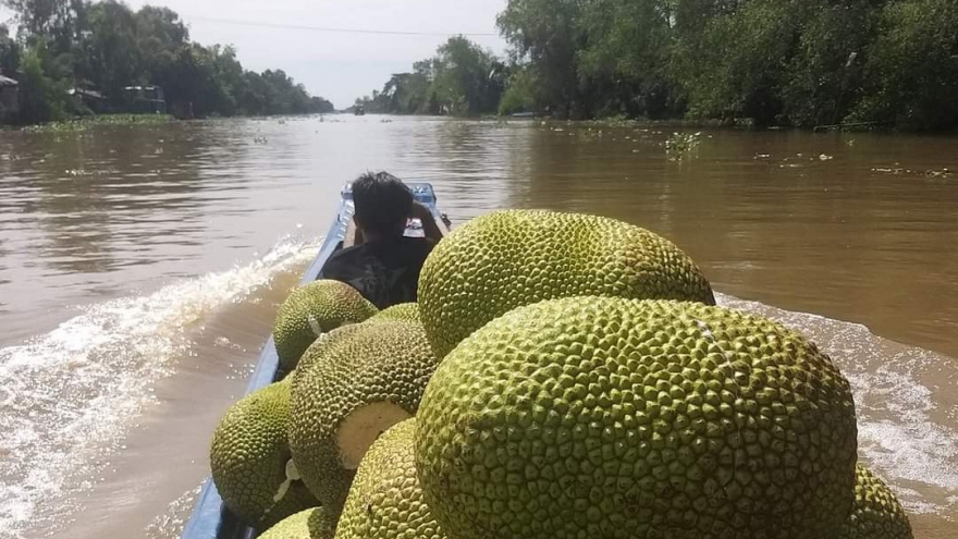 Chủ vựa méo mặt vì giá mít giảm