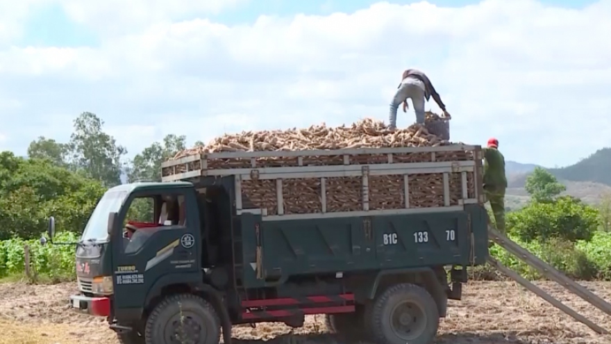 Nâng cao giá trị cây sắn ở "chảo lửa" của Gia Lai