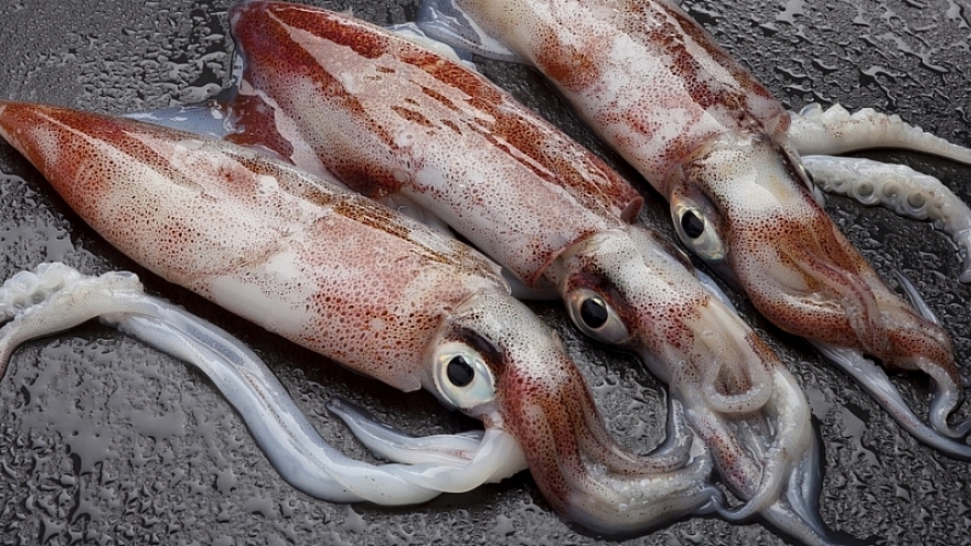 Positive outlook ahead for squid and octopus exports in Q2