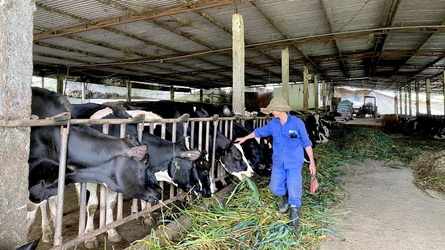 Chăn nuôi bò sữa, người dân Mộc Châu “vắt” ra tiền tỷ mỗi năm