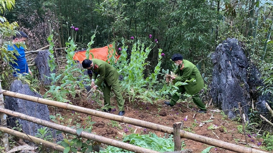 Trồng cây thuốc phiện ở vùng sâu Cao Bằng: Tập tục hay phạm pháp?