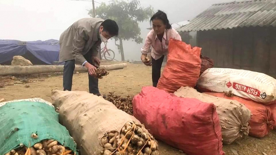 Loại củ giúp người Mông xoá nghèo mất giá, bán chẳng ai mua