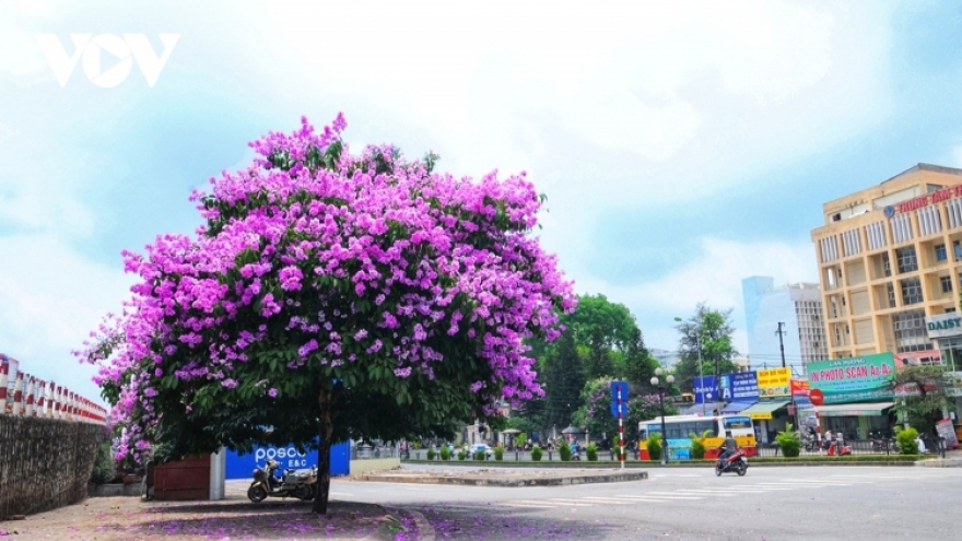 Emergence of blossoming crape myrtle flowers in Hanoi marks arrival of summer