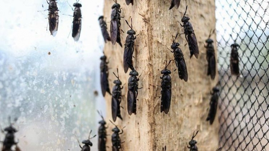 Kiếm mỗi tháng 50 triệu đồng nhờ… nuôi ruồi