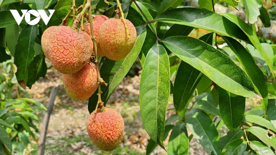 Chinese dealers flock to purchase Vietnamese lychees