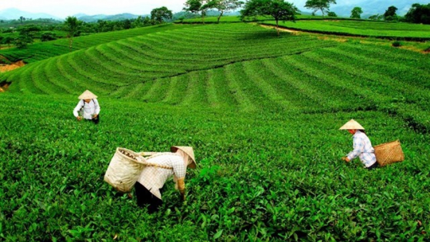 Vietnam emerges as Taiwan’s largest tea exporter