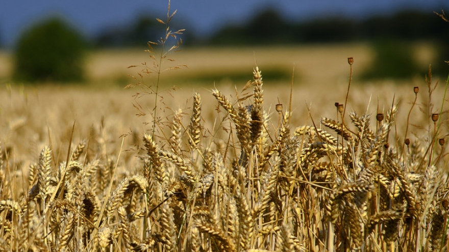 EU giúp Ukraine xuất khẩu ngũ cốc trong bối cảnh lo ngại thiếu lương thực