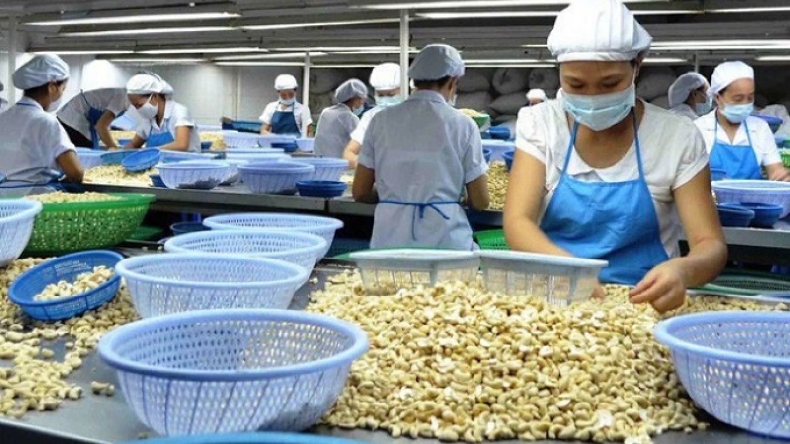 Last cashew nut containers in Italy scam freed