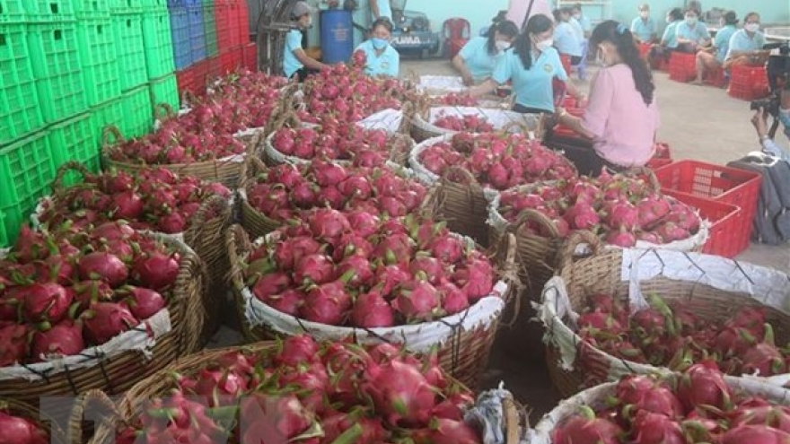 Efforts made to promote dragon fruit exports to Australia, New Zealand