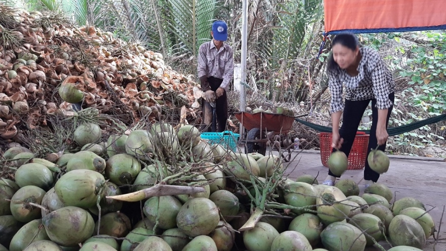 Bến Tre tiếp tục nhân rộng mô hình liên kết sản xuất theo chuỗi giá trị