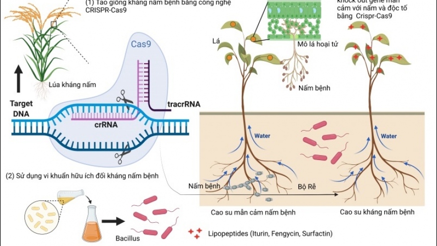 Đột phá ngành cao su Việt Nam: Nghiên cứu về độc tố nấm trên cây cao su