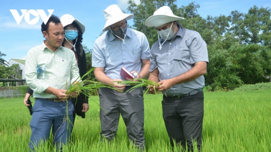 Nỗ lực đổi mới sáng tạo trong chuỗi giá trị lúa gạo và xoài Việt Nam 