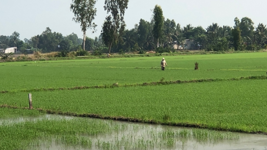 Mưa lớn kèm giông lốc gây nhiều thiệt hại cho người dân Hậu Giang