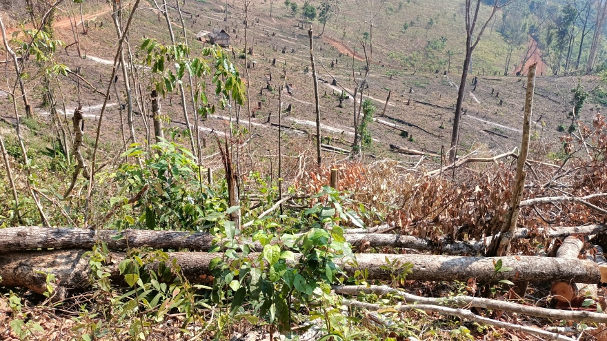 Điều tra, xử lý vụ phá hơn 2 ha rừng phòng hộ ở Gia Lai