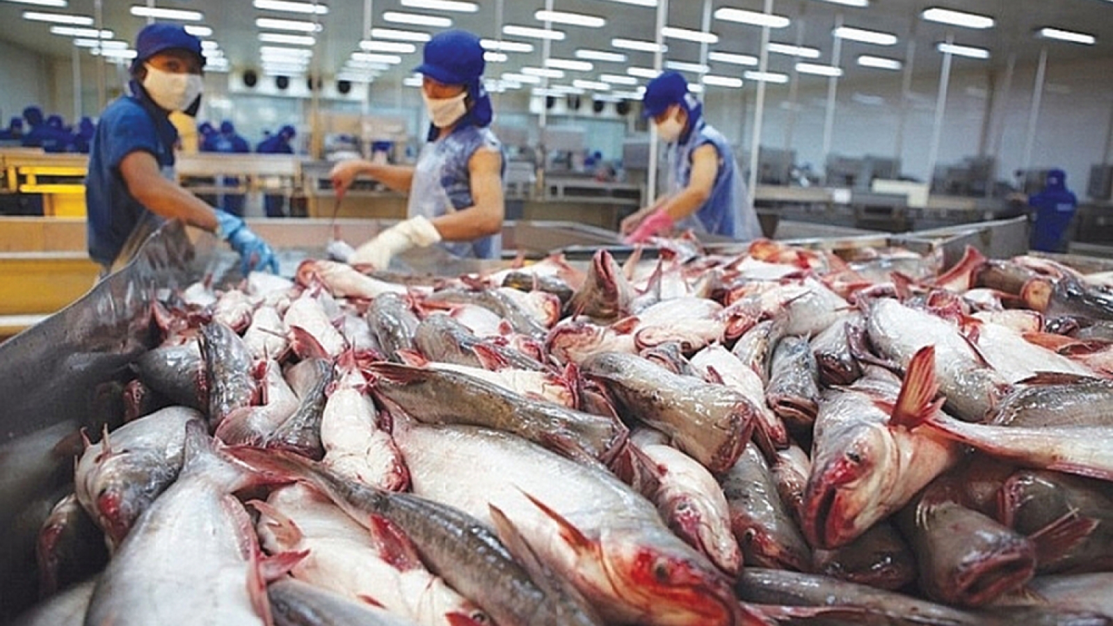 Shrimp, pangasius exports enjoy April surge