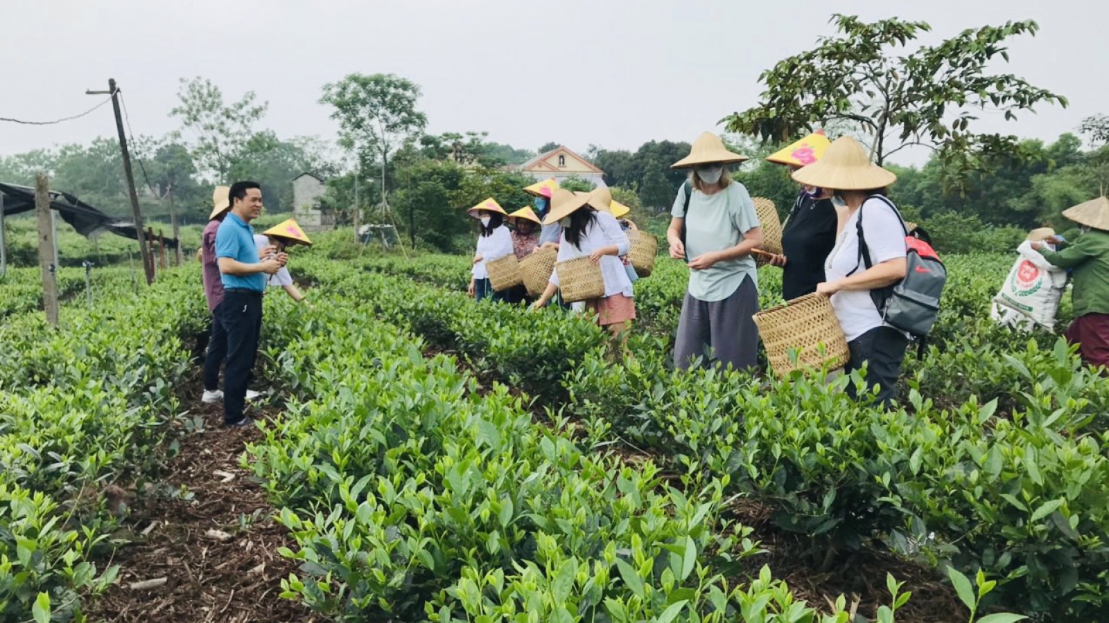 Thúc đẩy du lịch với Festival Trà Thái Nguyên