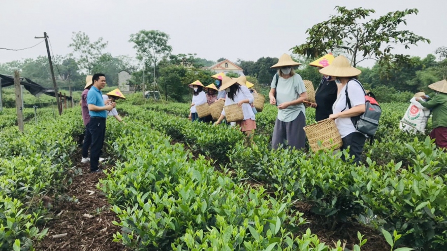 Thúc đẩy du lịch với Festival Trà Thái Nguyên