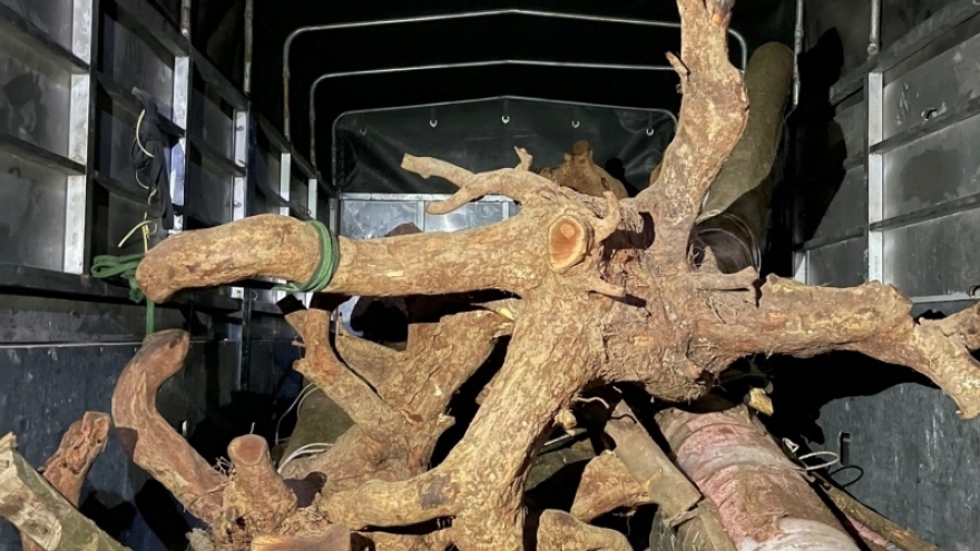 Bắc Kạn: Bắt xe vận chuyển cây mai rừng không rõ nguồn gốc