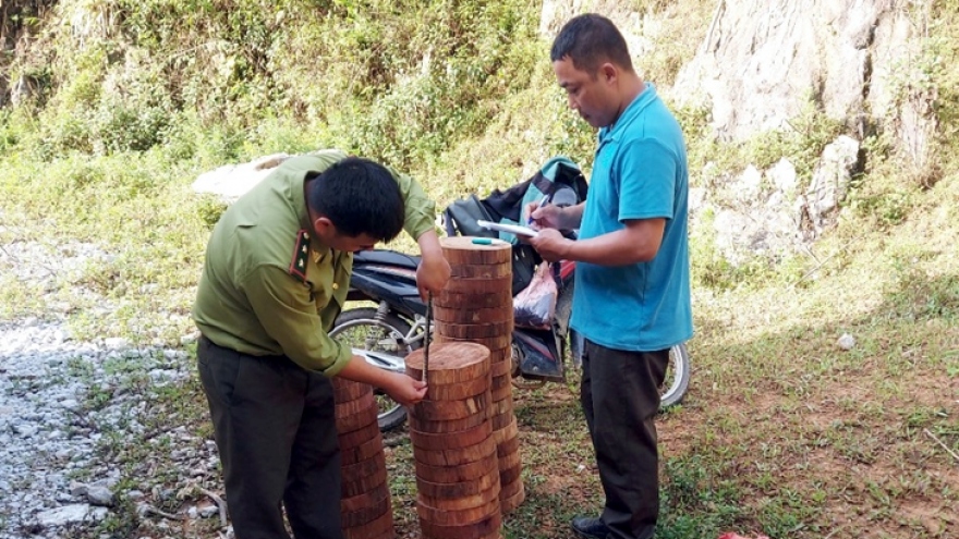 Thu giữ hơn 140 lóng gỗ nghiến cất giấu bên vệ đường