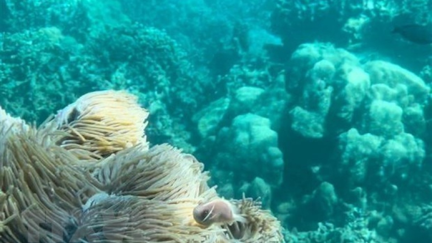 Dive tourism suspension planned to protect coral reefs in Nha Trang Bay