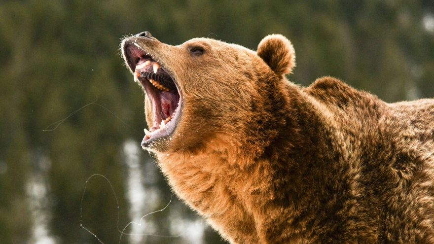 Gấu rừng bất ngờ giết chết thợ săn sau khi bị bắn trọng thương