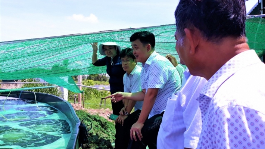 Người nuôi tôm gặp nhiều khó khăn vì thời tiết bất lợi