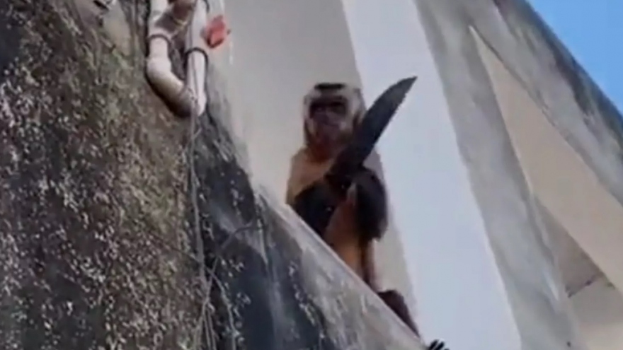 Khỉ đói ăn khua dao "khủng bố" ở Brazil