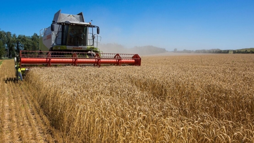 Thế giới tìm kiếm "hành lang xanh" cho xuất khẩu ngũ cốc của Ukraine