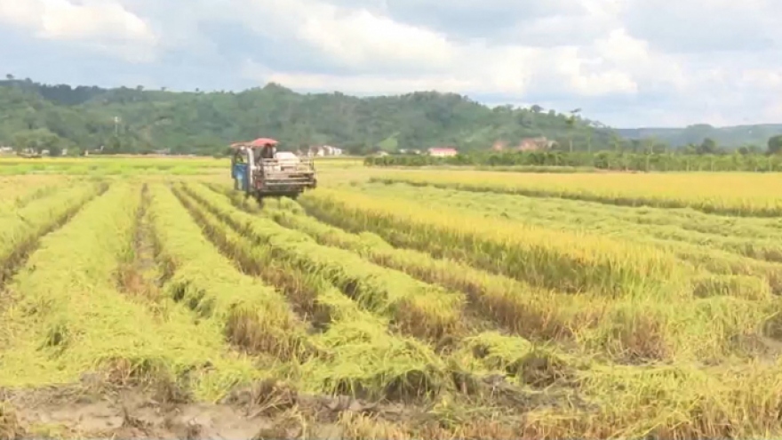 Mùa vàng trên vùng đất núi lửa Krông Nô