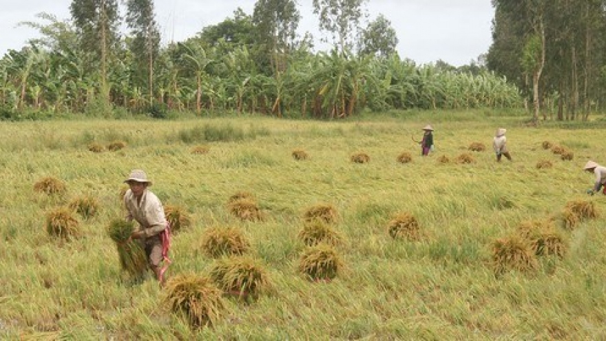 Initiative to protect food systems in Asian mega delta launched in Can Tho