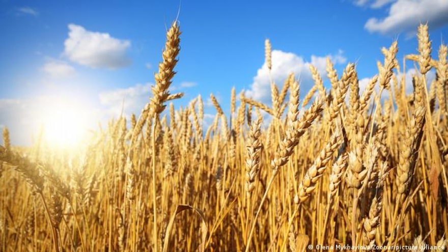 Mỹ tìm cách khôi phục xuất khẩu ngũ cốc của Ukraine