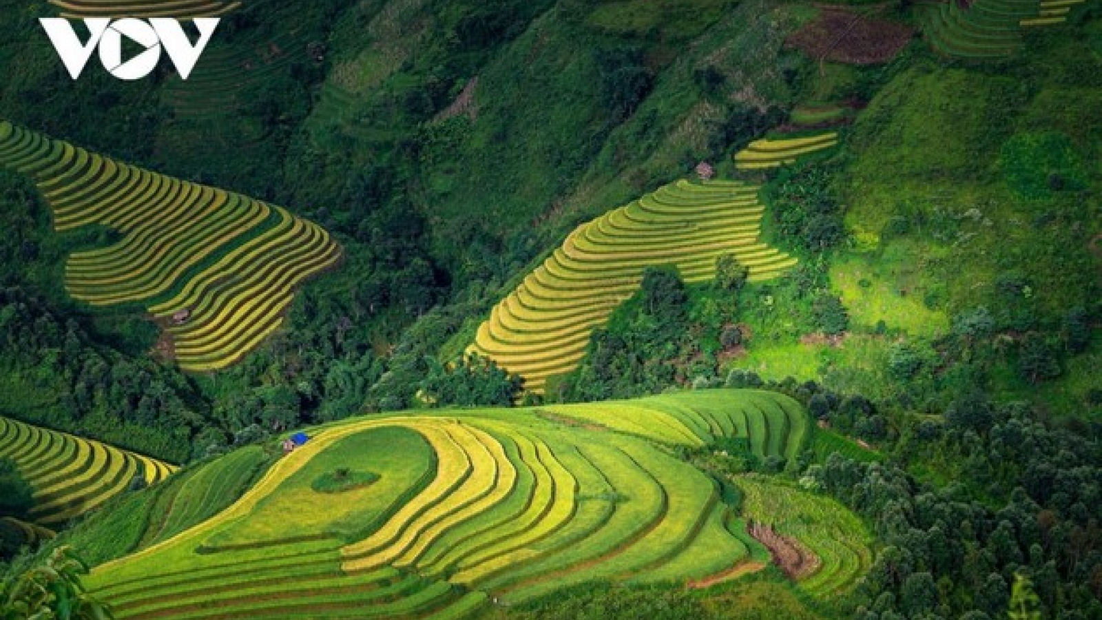 Woman preserves picturesque terraced fields in Mu Cang Chai