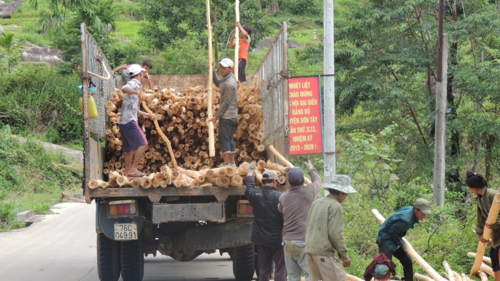 Nông dân Quảng Ngãi ồ ạt bán keo non vì được giá