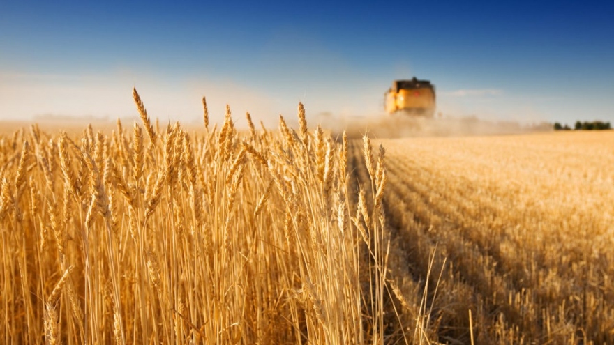 Ukraine nêu điều kiện nối lại xuất khẩu ngũ cốc