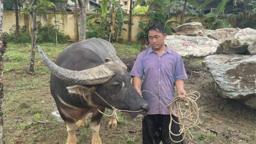  Chọi trâu ăn tiền, 19 người bị khởi tố hành vi đánh bạc