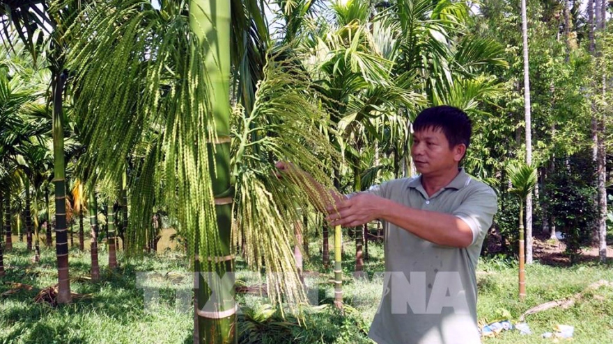 Chuyên gia cảnh báo tình trạng ồ ạt trồng cau tại Bến Tre