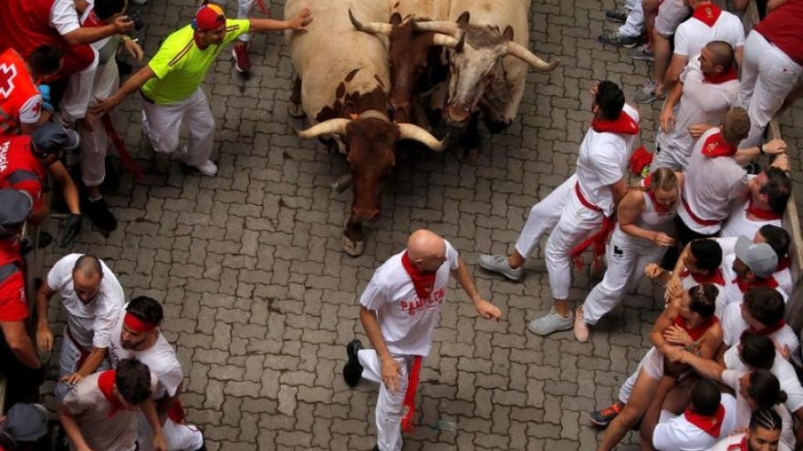 Hàng nghìn người thử cảm giác mạnh khi chạy với bò tót ở Tây Ban Nha