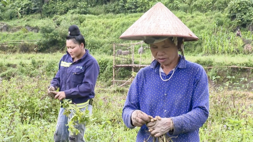 Cây lạc đỏ giúp người vùng cao Điện Biên "đổi đời"