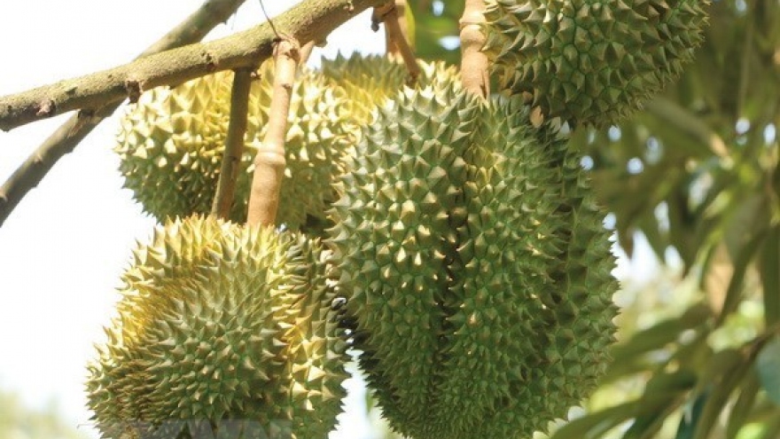 Vietnam begins formal export of durians to China