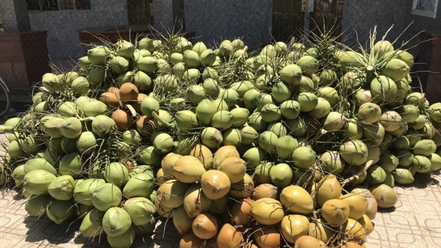 Nhân rộng diện tích dừa hữu cơ - giải pháp “cứu vãn” dừa Bến Tre rớt giá