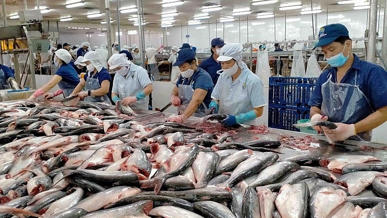 Shrimp, pangasius exports enjoy exceptional growth in China