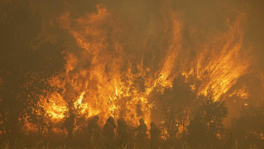 Cháy lớn càn quét các cánh rừng của Tây Ban Nha trong đợt nắng nóng kỷ lục
