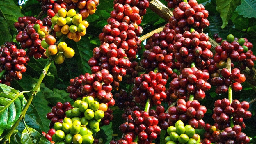 Cà phê Việt Nam rộng cửa vào thị trường châu Phi