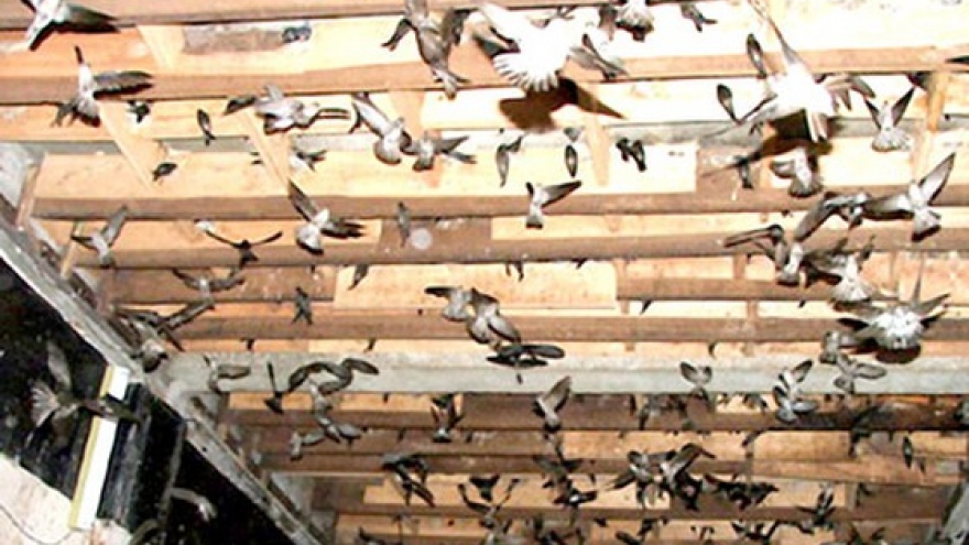 Đà Nẵng ra Nghị quyết về việc không được nuôi chim yến trong nội thành