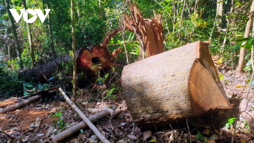 Gia Lai thanh tra đột xuất việc trồng rừng tại Đăk Đoa