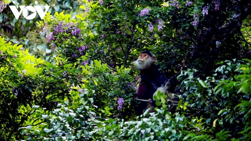 Chủ động giám sát bệnh đậu mùa khỉ trên động vật hoang dã