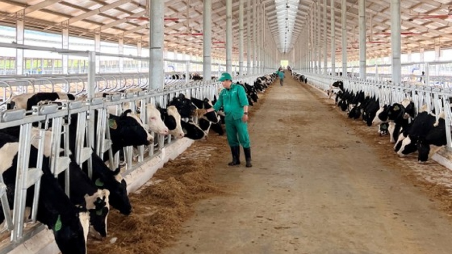 Vinamilk imports 1,000 dairy cows from US