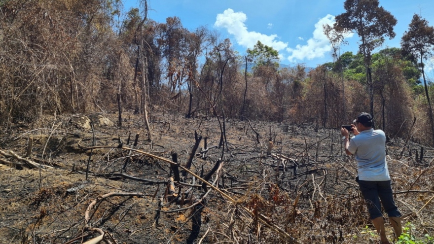Vụ đốt thực bì làm cháy 20 ha rừng ở Quảng Nam: Khởi tố 3 người